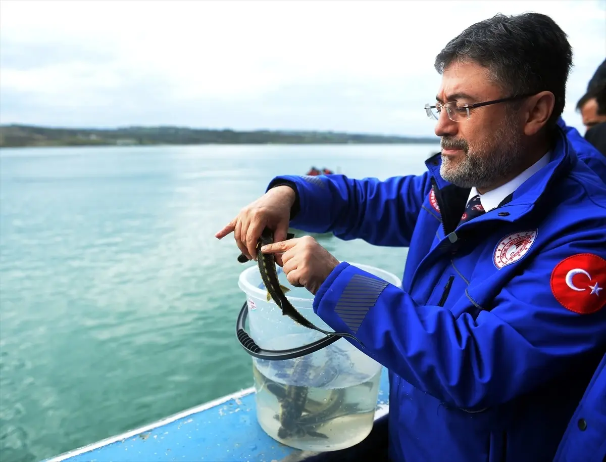 Karadeniz\'e 11 Bin Mersin Balığı Salındı