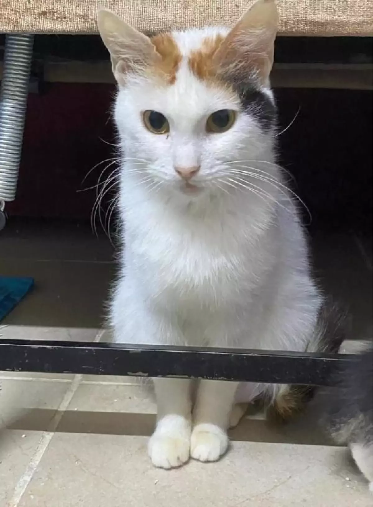 Başakşehir\'de Kedinin Patileri ve Kuyruğu Kesilerek Öldürüldü