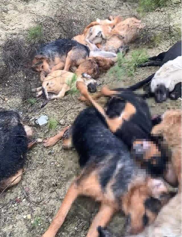 Bilecik'te 14 köpeğin ölümüne ilişkin 4 kişi gözaltına alındı Bilecik'te 14 köpeğin ölümüne ilişkin 4 kişi gözaltına alındı