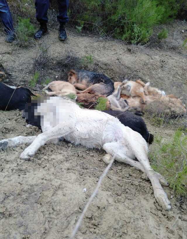 Bilecik'te 14 köpeğin ölümüne ilişkin 4 kişi gözaltına alındı Bilecik'te 14 köpeğin ölümüne ilişkin 4 kişi gözaltına alındı
