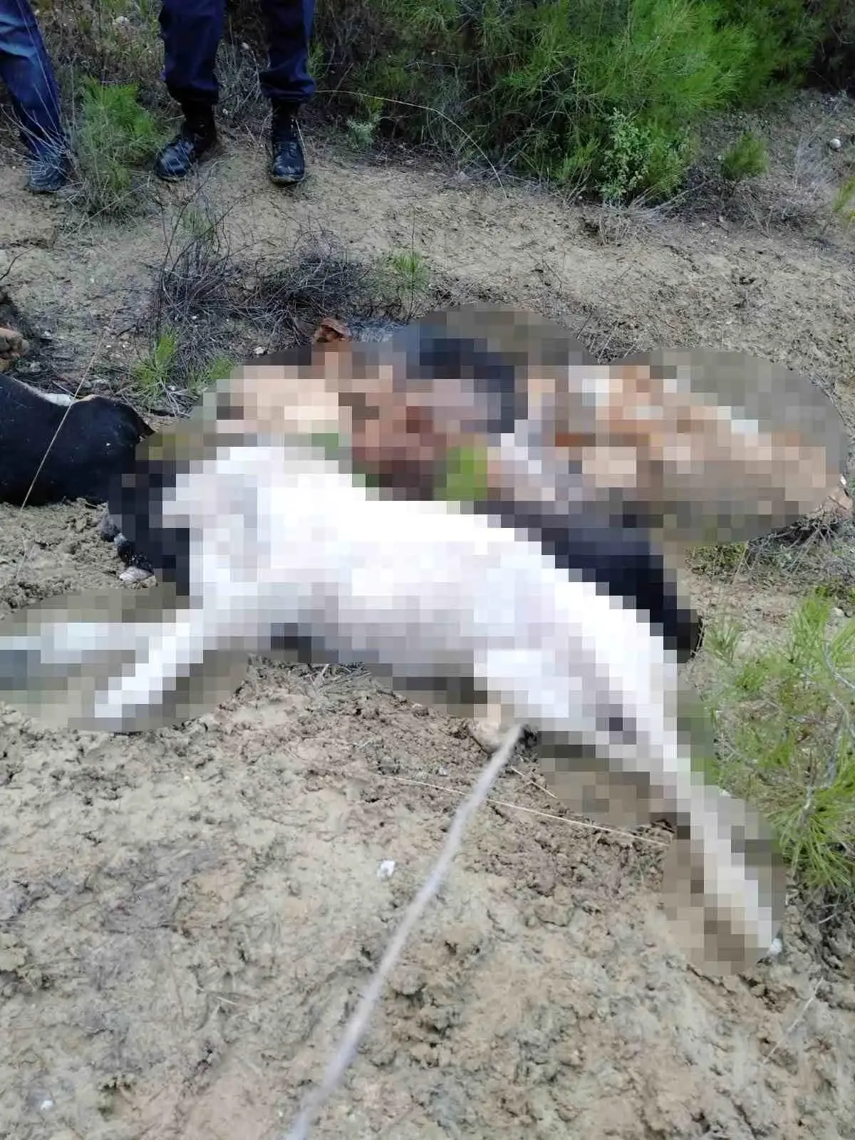 Bilecik\'te 14 ölü köpek bulundu, 4 kişi gözaltına alındı