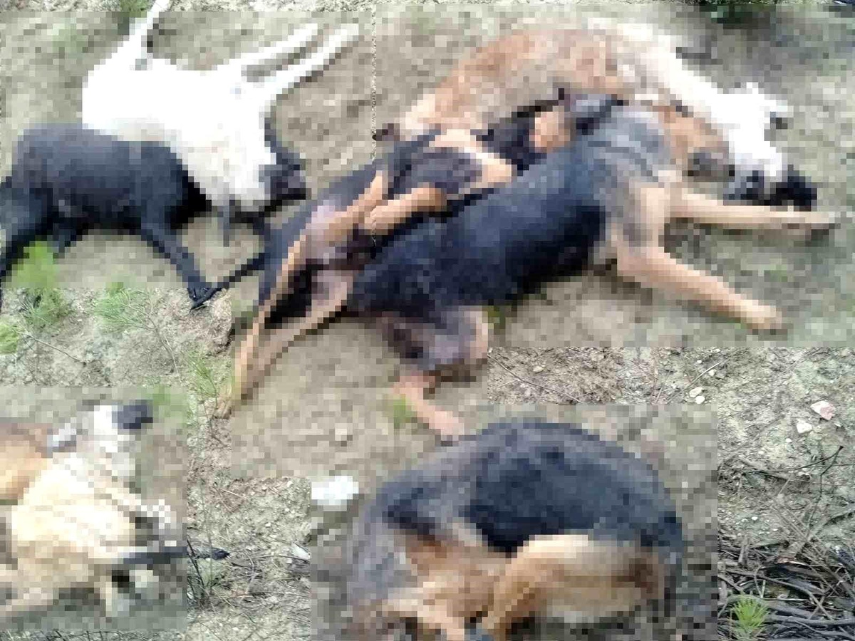 Bilecik\'te 14 köpeğin ölü bulunmasıyla ilgili 4 kişi gözaltına alındı