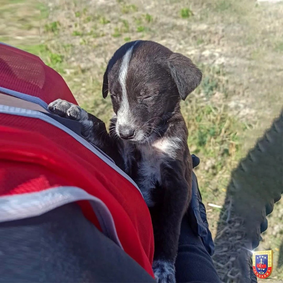 Görme engelli yavru köpek Bolu Jandarma Karakolu\'nda koruma altına alındı