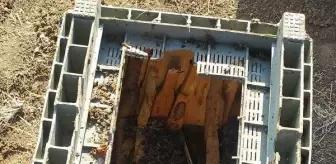 Ayılar Arı Kovanlarına Dadandı, 40 Bin TL Zarar