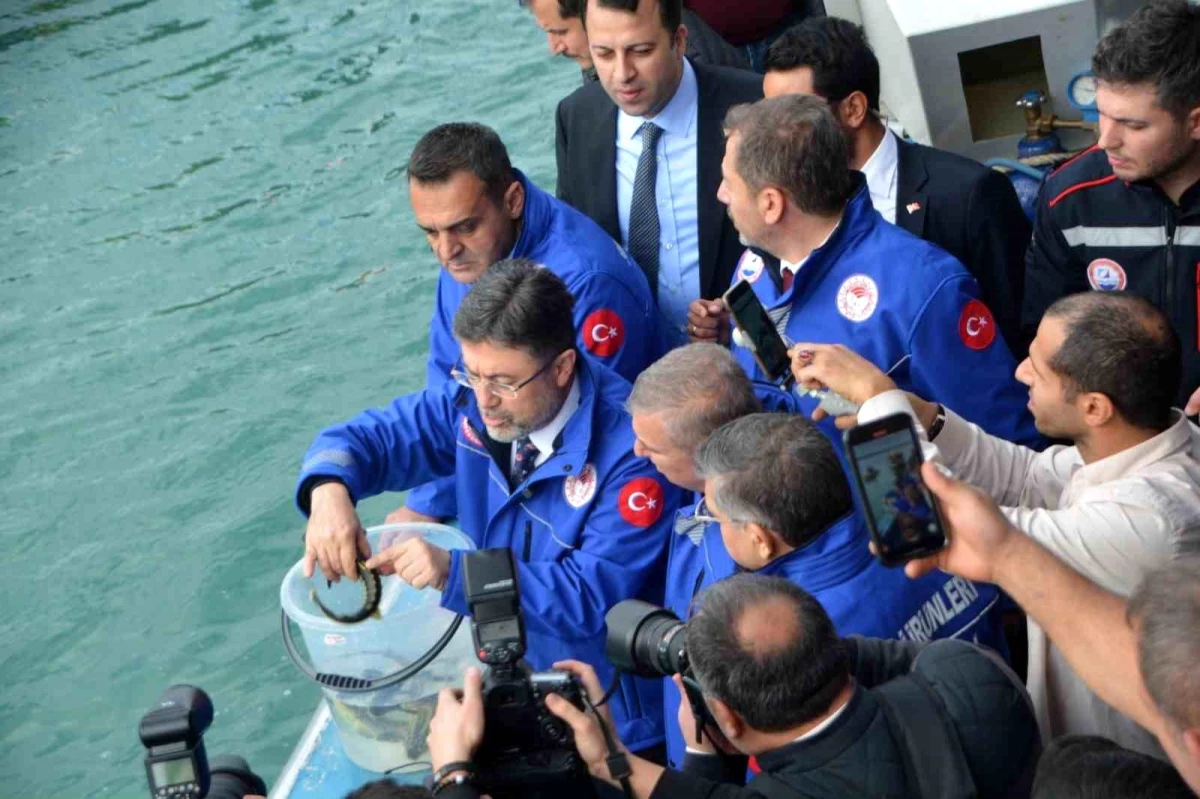 Sinop\'ta 11 Bin Mersin Balığı Yavrusu Denize Salındı