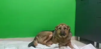Bilecik'te 14 Köpeğin Ölümüne İlişkin 5 Şüpheli Adliyeye Sevk Edildi