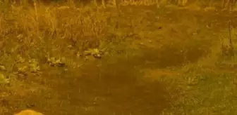 Muş'ta Tilkiyi Besleyen Kenan Turan