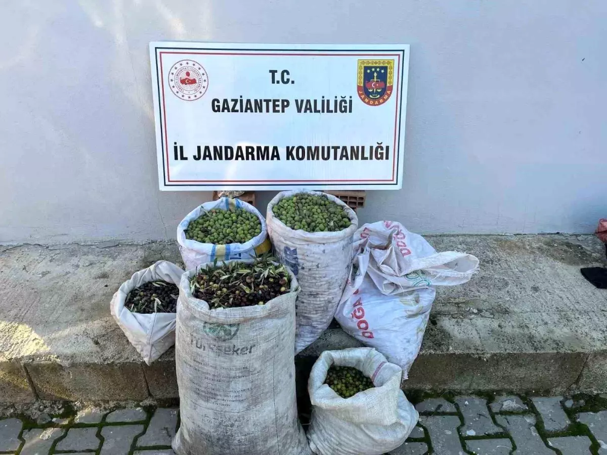 Gaziantep\'te Zeytin Hırsızlığı
