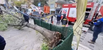İzmit'te Rüzgarın Etkisiyle Devrilen Ağaç Aydınlatma Direğini Kırdı