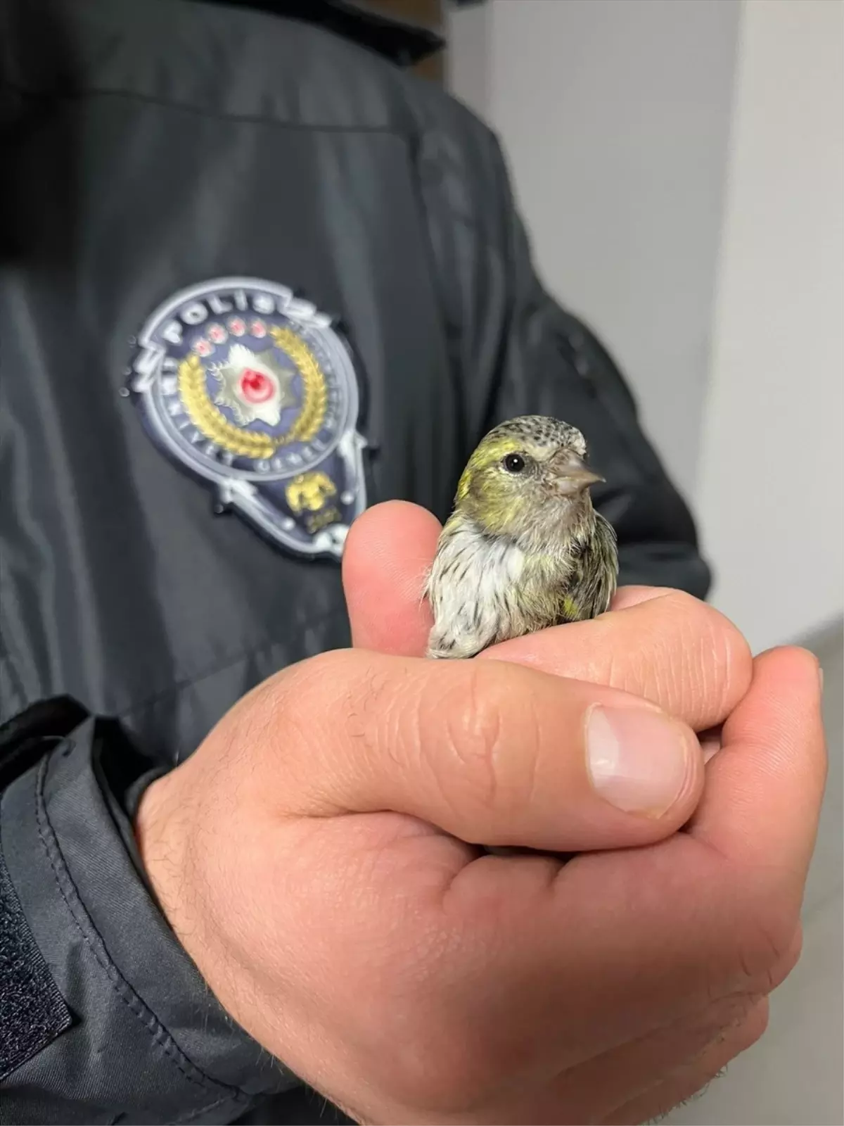Akyazı\'da bulunan kara başlı isket doğaya salınacak