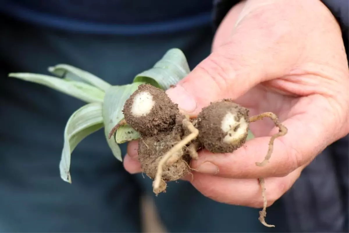 Samsun Türkiye\'de En Çok Salep Üreten İl Oldu