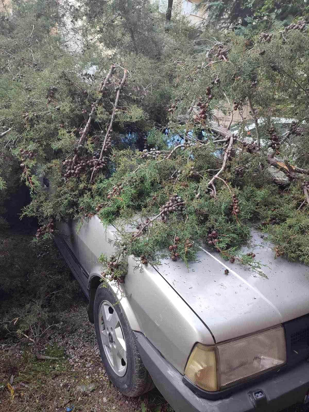 Derince\'de ağaç otomobillerin üstüne devrildi