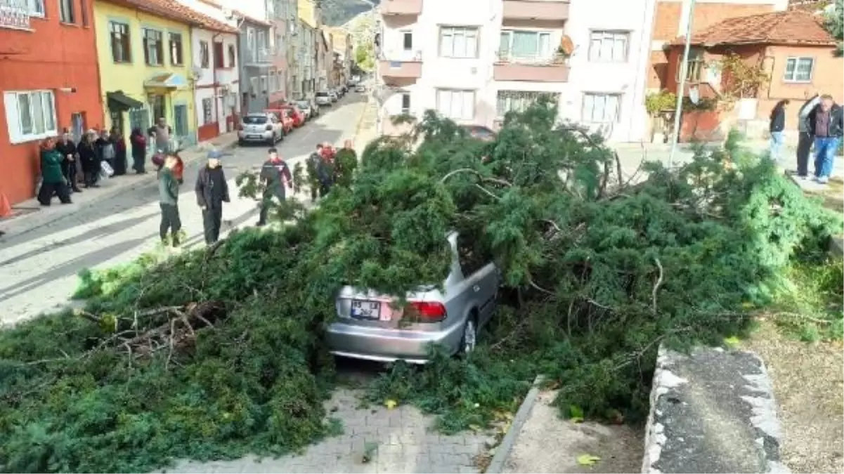 Amasya'da Rüzgarın Etkisiyle Ağaç Otomobilin Üzerine Devrildi