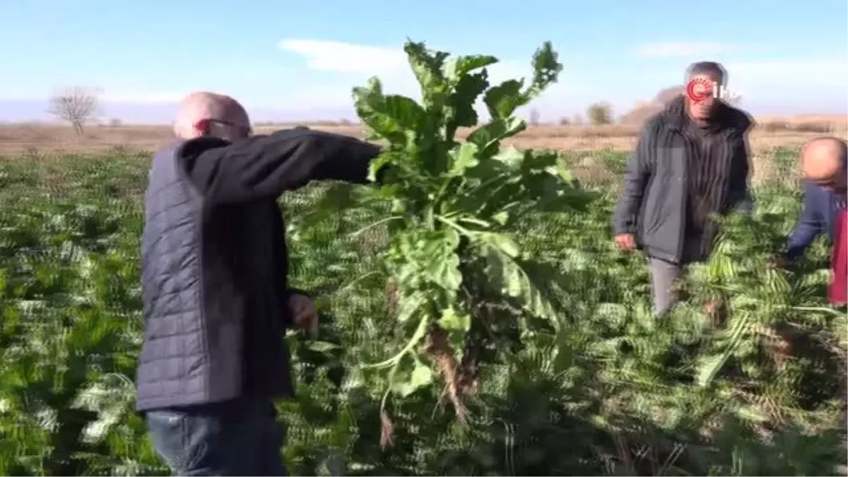 Iğdır\'da Şeker Pancarı Üretimi Yeniden Artıyor