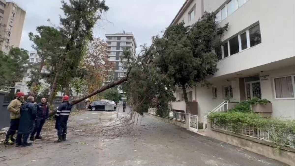 Kadıköy\'de Şiddetli Rüzgar ve Yağış Sonucu Ağaç 3 Katlı Binaya Devrildi