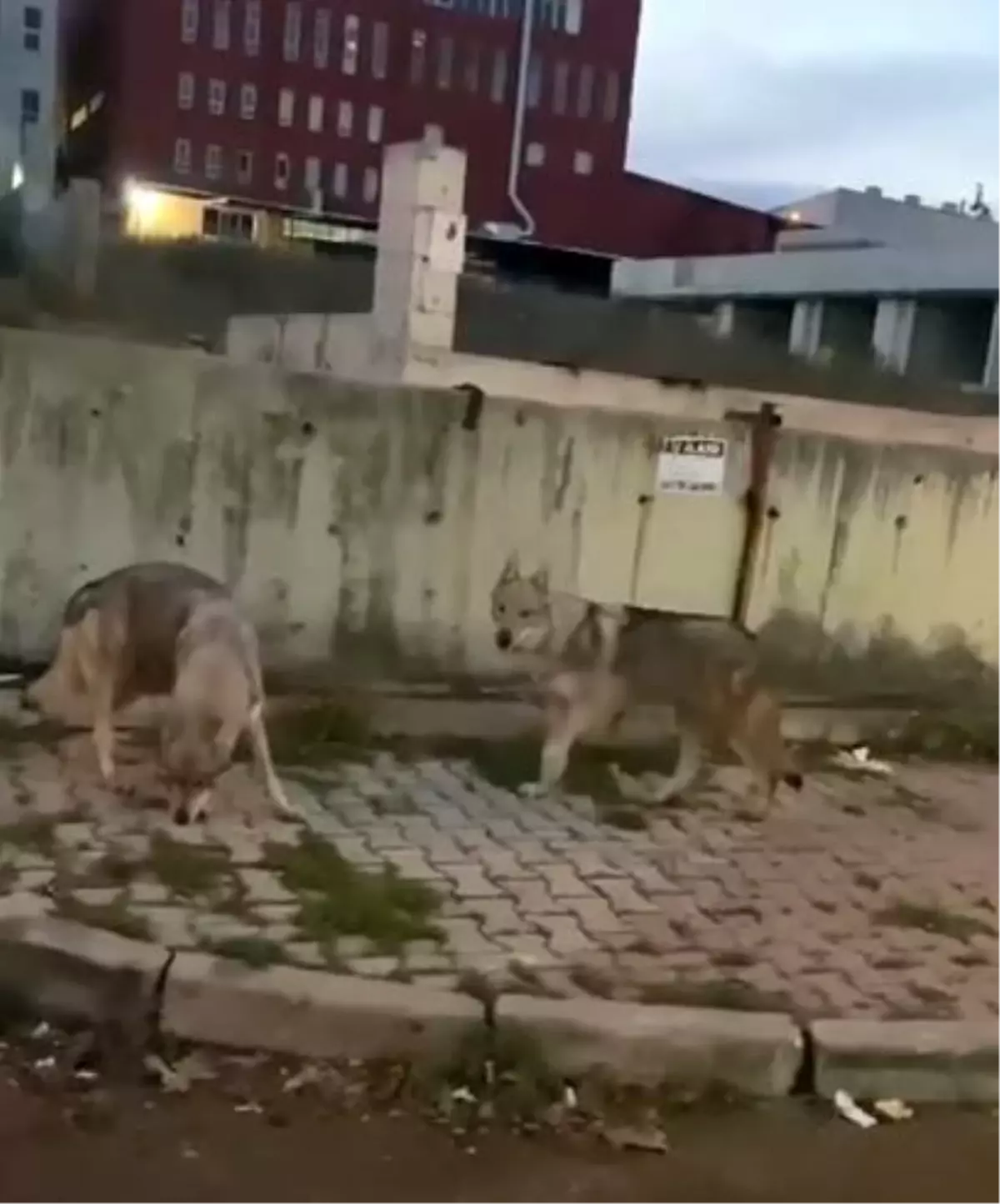 İstanbul\'da aç kalan kurtlar şehre indi