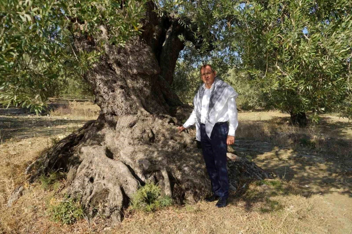 Ayvalık Belediye Başkanı Mesut Ergin, Dünya Zeytin Ağacı Günü\'nü kutladı