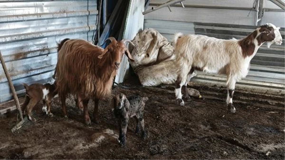 Doğuştan memeleri olmayan keçinin yavrusuna sütanne bulundu