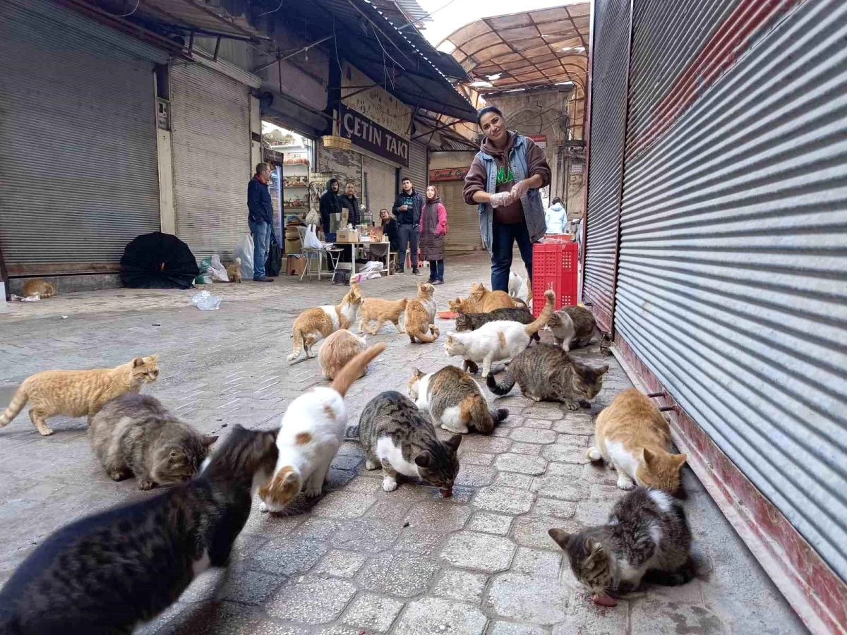 Depremin vurduğu Hatay\'da sokak kedilerine destek