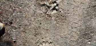 Kastamonu'da yaban hayvanları sayımı yapıldı
