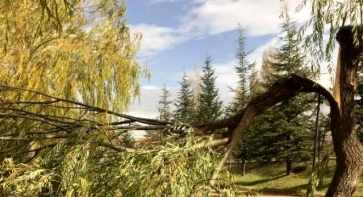 Nevşehir\'de Şiddetli Fırtına: Çatılar Uçtu, Ağaçlar Kırıldı