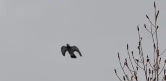 Erzurum'da Taklacı Güvercinler Yarıştı