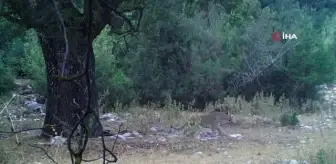 Anadolu parsı aylar sonra bir kez daha görüntülendi