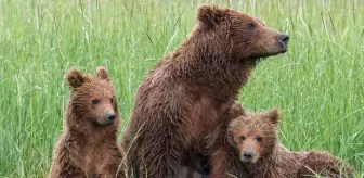 Ayılar neden kış uykusuna yatar? Ayıların kış uykusu ne kadar sürer?