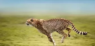 Çitalar kaç km hızla koşar? Çitalar kaç yıl yaşar?