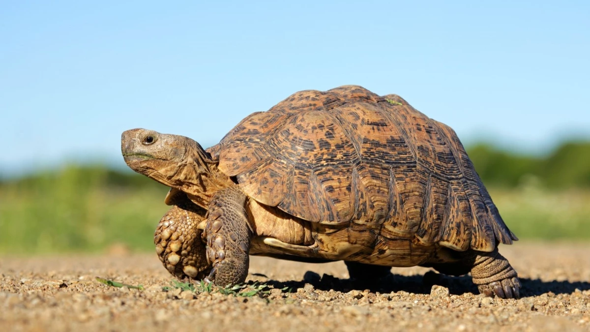 Kaplumbağalar kaç yıl yaşar? Kaplumbağalar neden yavaş yürür?