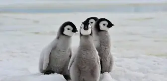 Penguenler nerede, hangi kutupta yaşar? Penguenler kaç yıl yaşar? Penguenler ne yer?