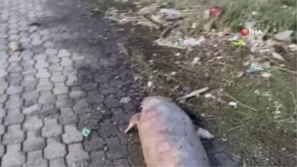 Telef olan Akdeniz foku kıyıya vurdu