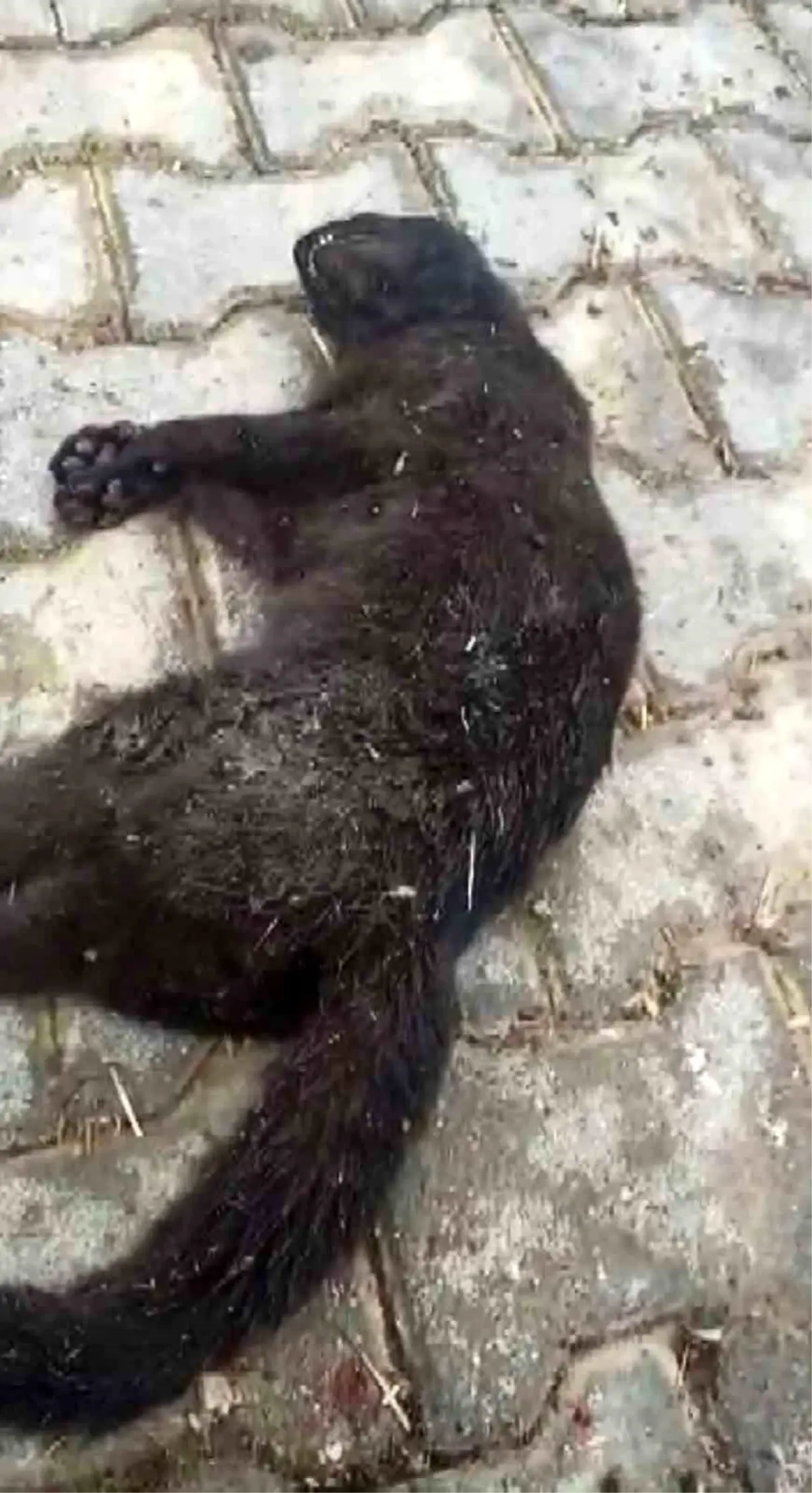 Kastamonu\'da Kedi Cinayeti Davası