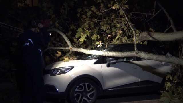 Bursa'da lodos hayatı felç etti! Elektrik direği ve ağaçlar devrildi, 5 ilçede eğitime ara verildi