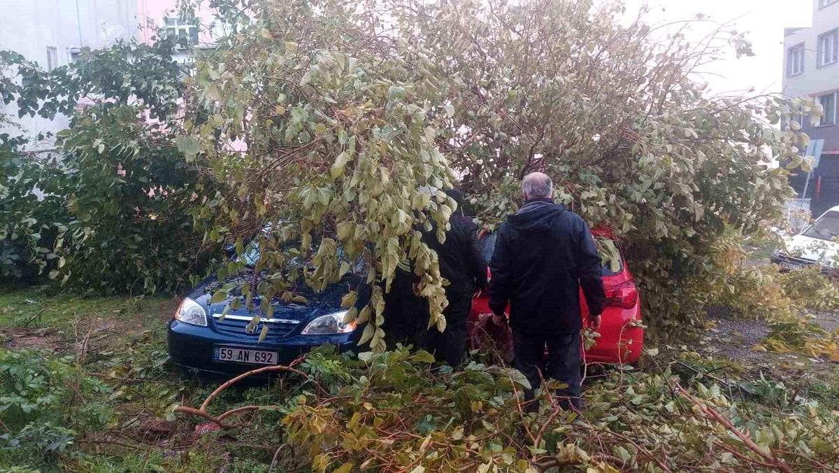 Tekirdağ\'da fırtına sonucu dev ağaç 3 aracın üzerine devrildi