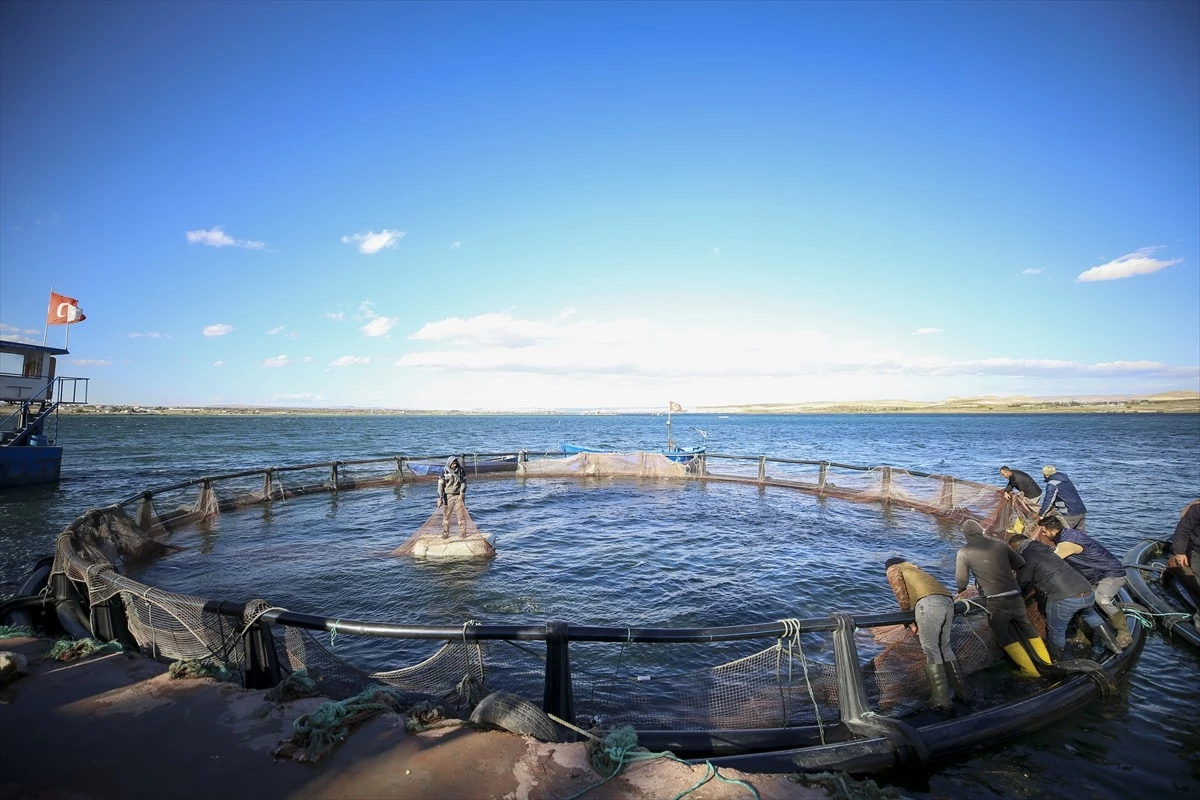 Gaziantep, Fırat Nehri\'nde Yetiştirilen Balıklarla Öne Çıkıyor