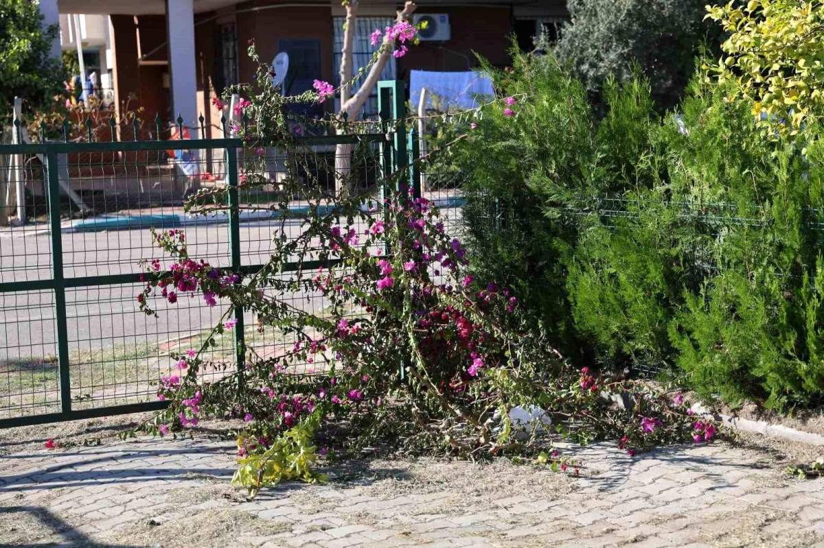 Adana\'da İmam ile Dernek Başkanı Arasında Ağaç Kesme Tartışması