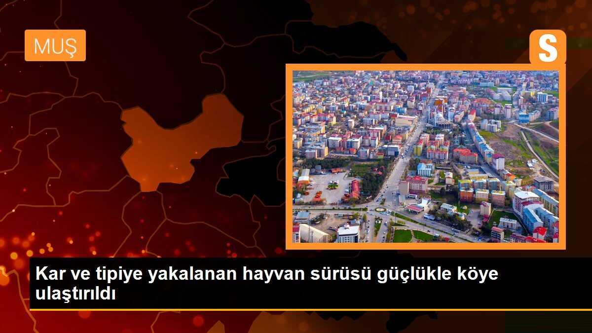 Kar ve tipiye yakalanan hayvan sürüsü güçlükle köye ulaştırıldı