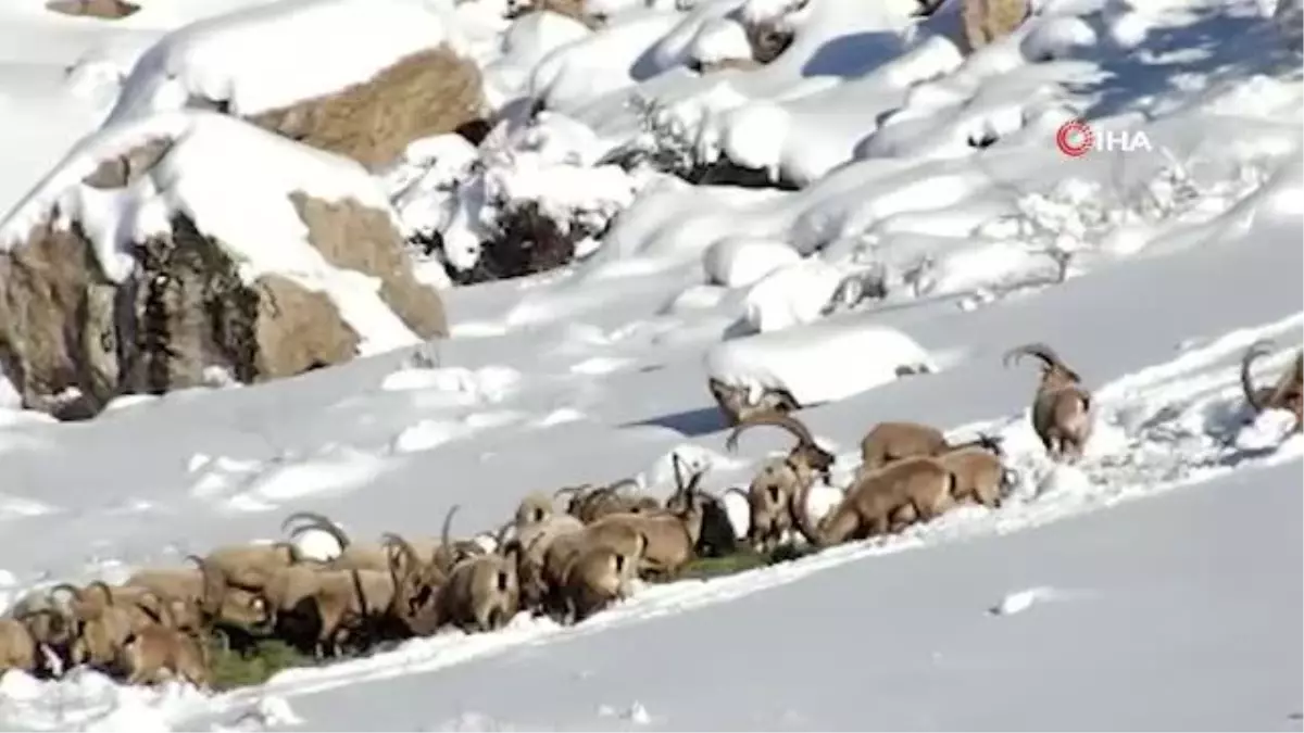 Niğde\'de yaban hayvanları için doğaya yem bırakıldı