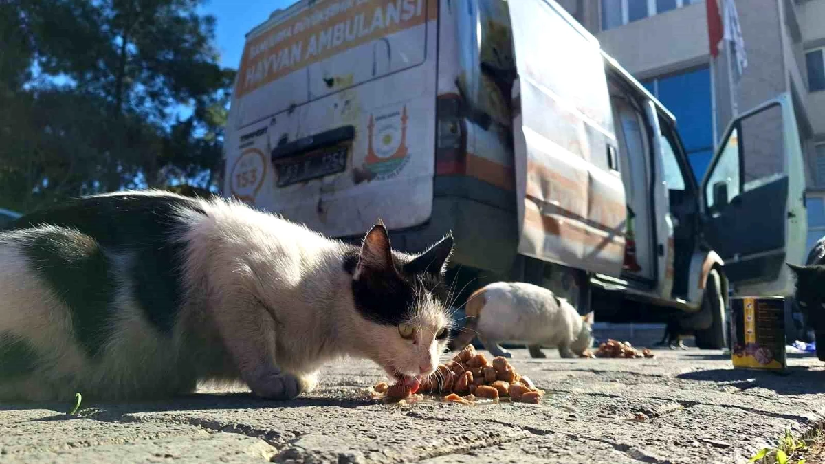 Şanlıurfa Büyükşehir Belediyesi Sokak Hayvanlarının Mama İhtiyaçlarını Karşılıyor