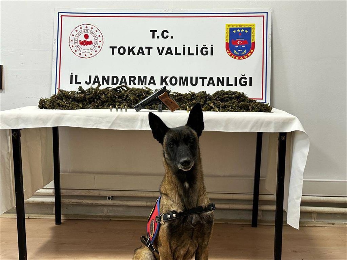 Tokat\'ın Niksar ilçesinde uyuşturucu operasyonu: 2 kilo 300 gram kubar esrar ele geçirildi