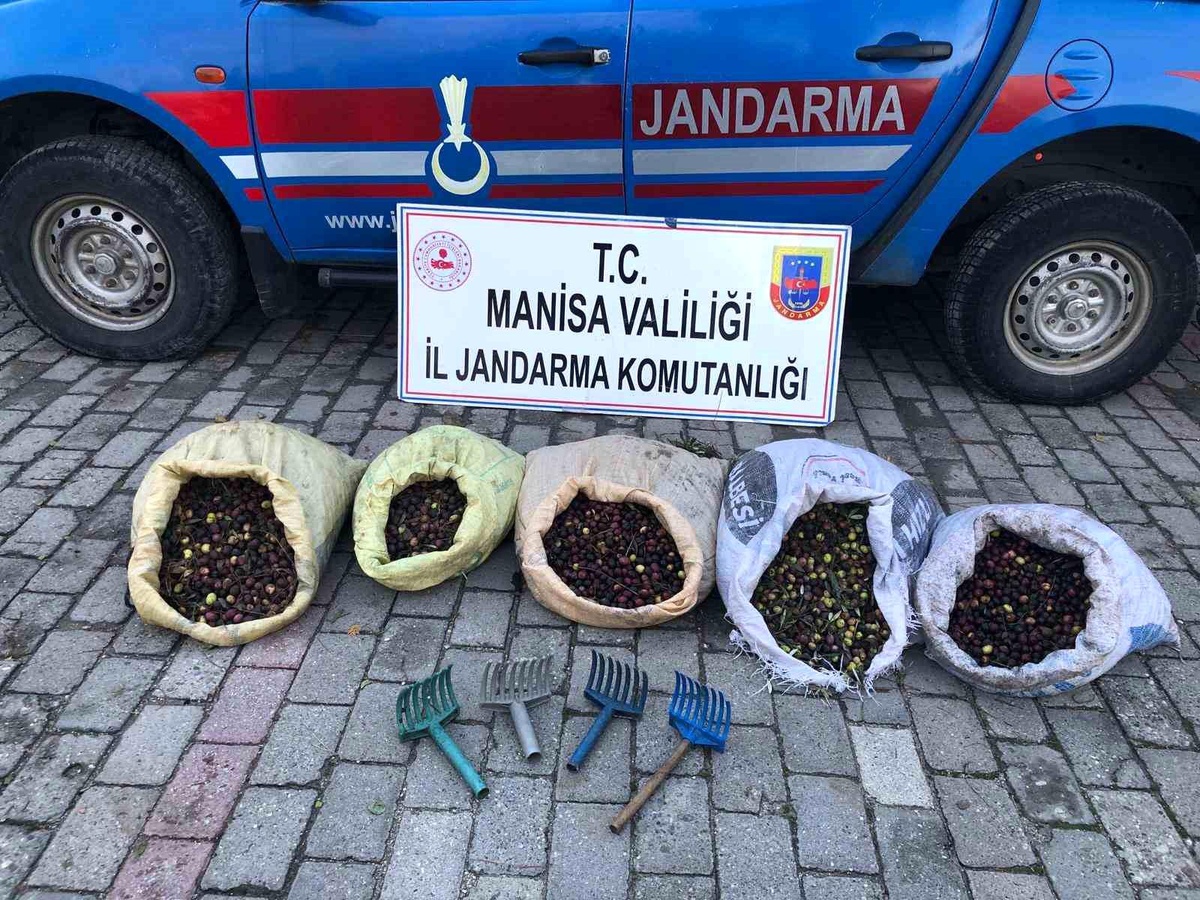 Manisa\'da Zeytin Hırsızlarına Göz Açtırmayan Jandarma