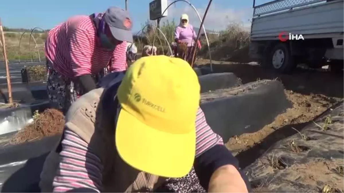 Aydın\'da Kış Çileği Üretimi İçin Fideler Toprakla Buluştu