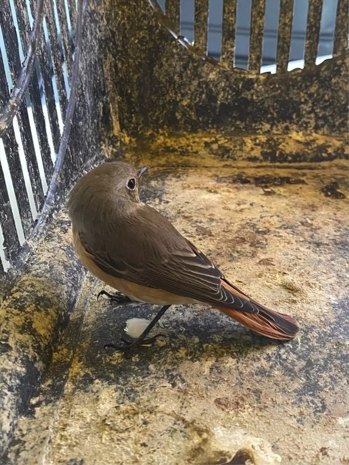 Erzurum\'da Yaralı Kızılkuyruk Kuşu Doğaya Salındı