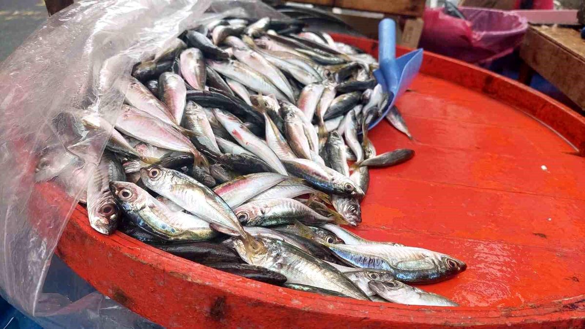 Fırtınadan kaçan hamsiler Tekirdağ\'da satılıyor
