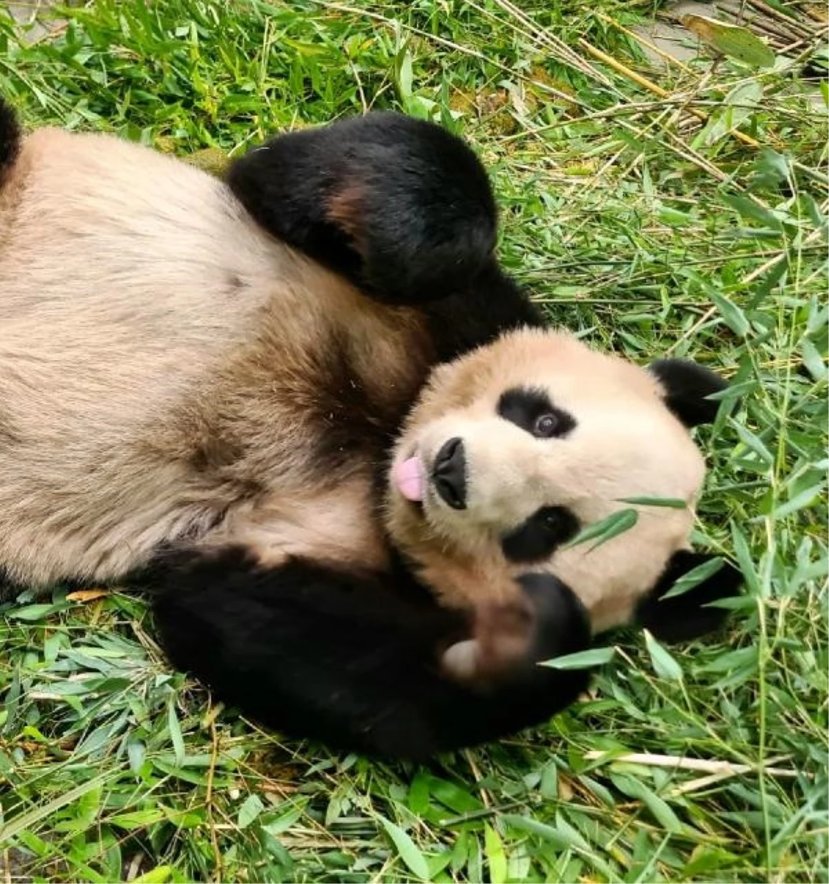 İskoçya\'daki pandalar Çin\'e geri dönüyor