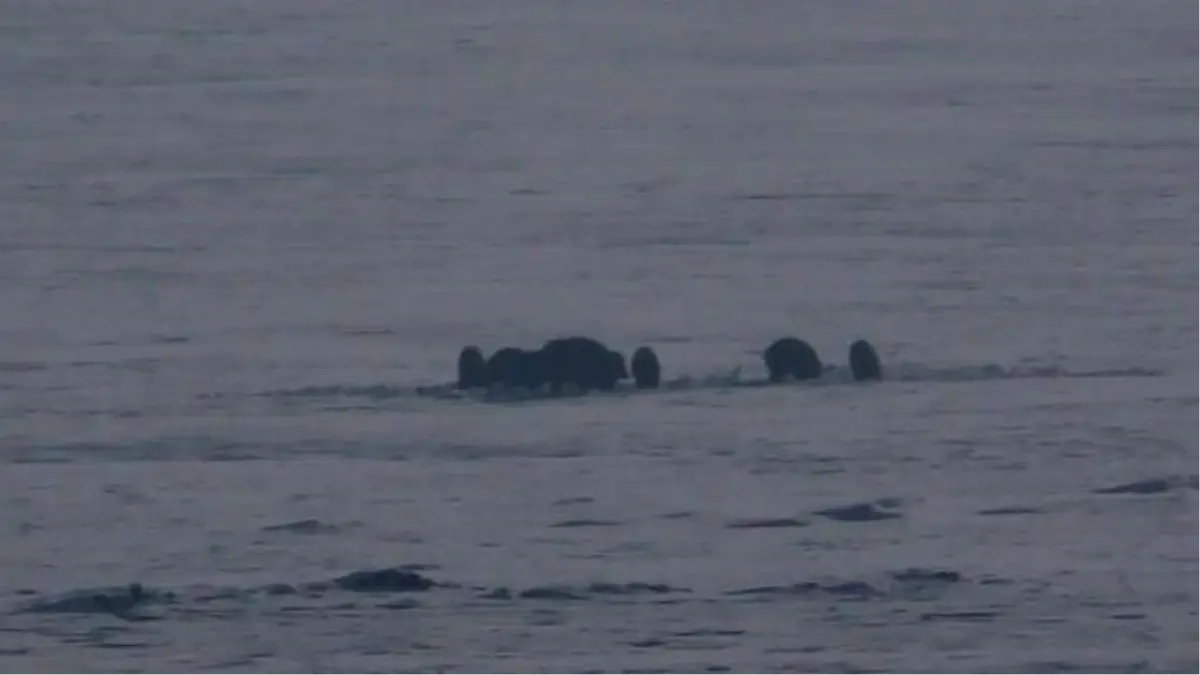 Karla kaplı Ardahan ovasında yiyecek arayan domuz sürüsü kamerada