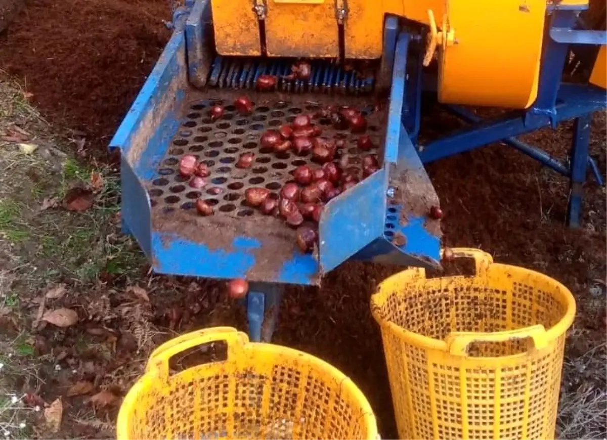 Manisa\'da Kestane Hasadı Başladı