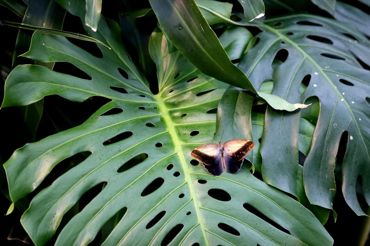 Konya Tropikal Kelebek Bahçesi\'ni 3 Milyondan Fazla Kişi Ziyaret Etti