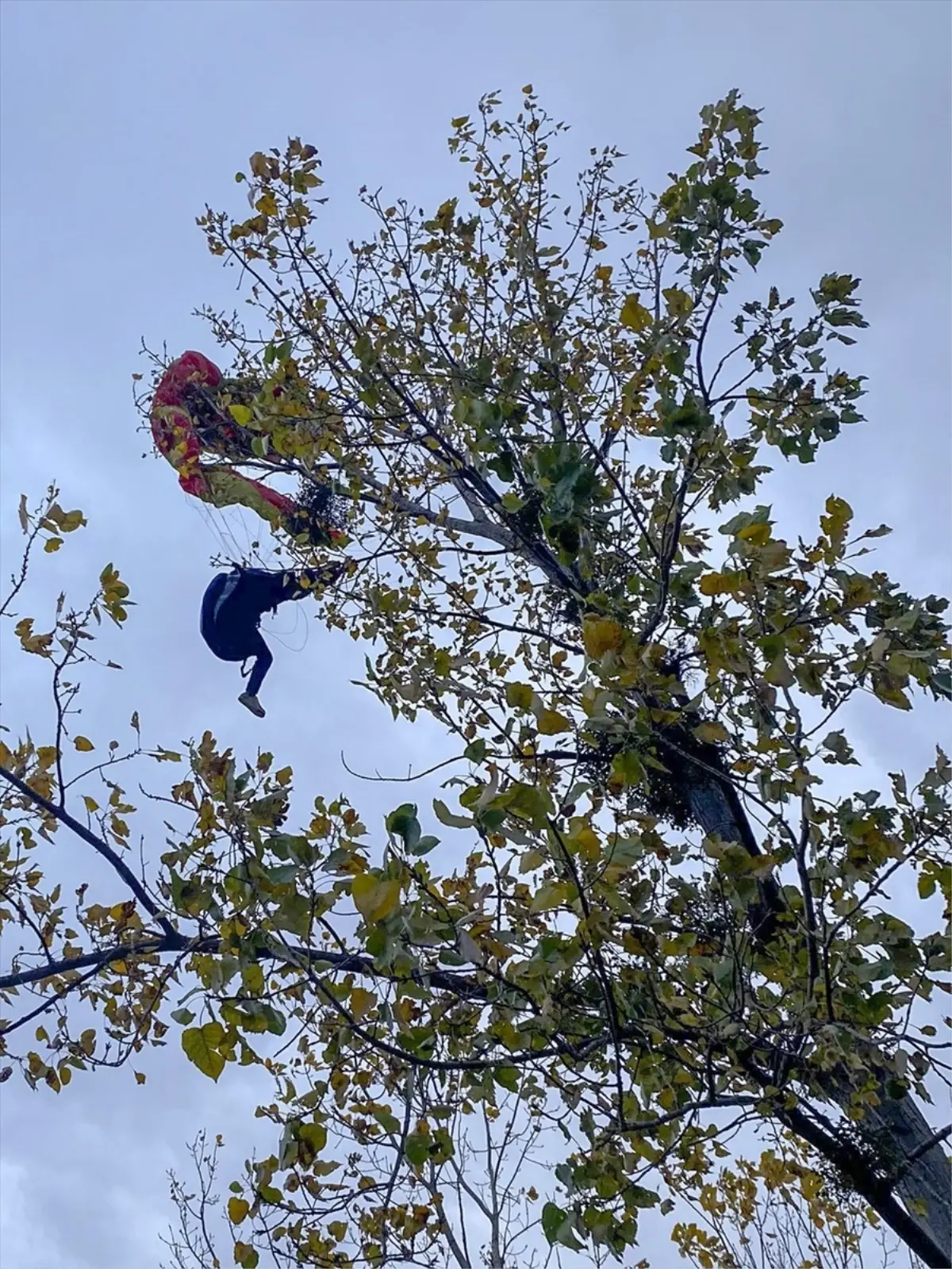 Samsun\'da Ağaçta Mahsur Kalan Paraşütçü İtfaiye Tarafından Kurtarıldı